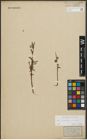 Foto von Salix purpurea L. x Salix viminalis L.